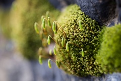 Ptychostomum capillare