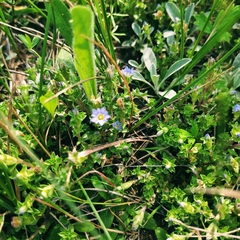 Gentiana squarrosa