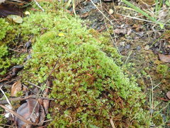 Rosulabryum subtomentosum