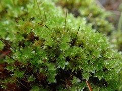 Rosulabryum subtomentosum