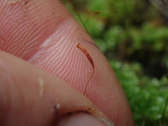 Rosulabryum subtomentosum