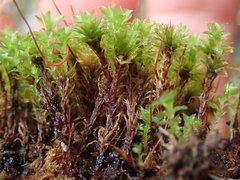Rosulabryum subtomentosum