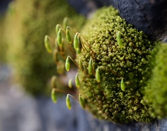 Ptychostomum capillare