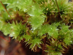 Rosulabryum subtomentosum