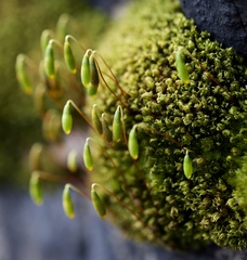 Ptychostomum capillare