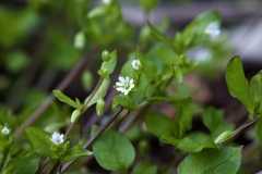 Stellaria media