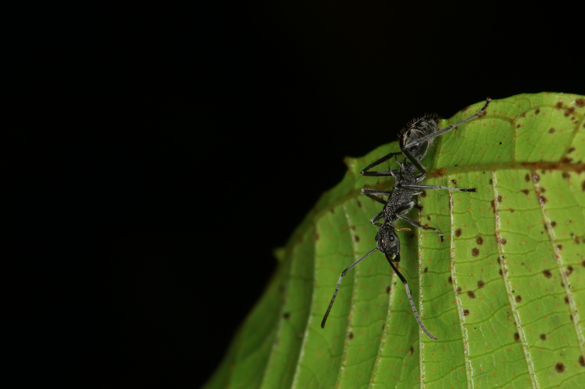 Polyrhachis calypso