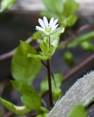 Stellaria media