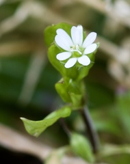 Stellaria media