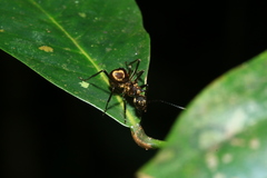 Polyrhachis ypsilon