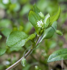 Stellaria media