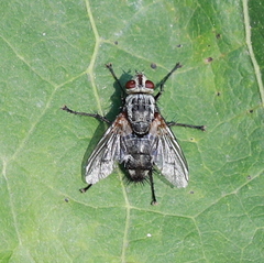 Microphthalma europaea