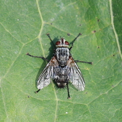 Microphthalma europaea