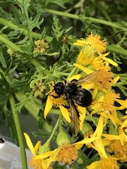 Bombus rupestris