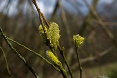 Salix