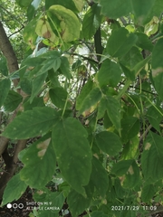 Acer negundo