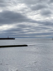 Somateria mollissima