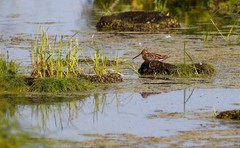 Gallinago gallinago gallinago