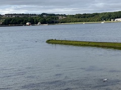 Somateria mollissima