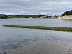 Somateria mollissima