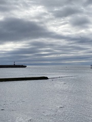 Somateria mollissima