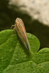 Mocydia crocea