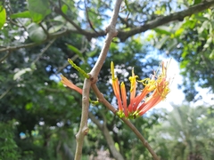 Dendrophthoe glabrescens