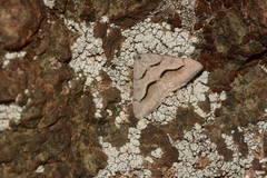 Digrammia rippertaria