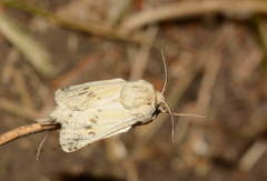 Dyspessa salicicola