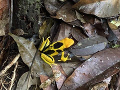 Dendrobates tinctorius