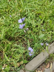 Cichorium intybus
