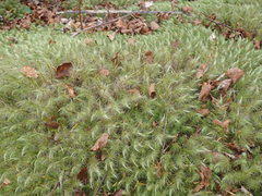 Dicranoloma dicarpum