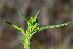 Senecio glossanthus