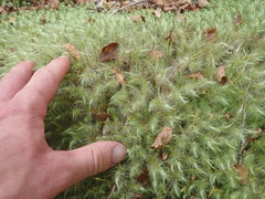 Dicranoloma dicarpum