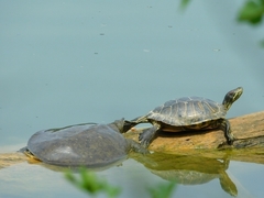 Trachemys scripta elegans