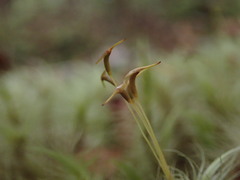 Dicranoloma dicarpum