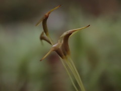 Dicranoloma dicarpum