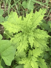 Dysphania graveolens