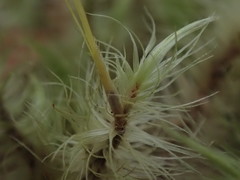 Dicranoloma dicarpum