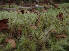 Dicranoloma dicarpum