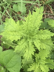 Dysphania graveolens