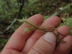 Dicranoloma dicarpum