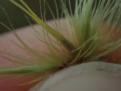 Dicranoloma dicarpum