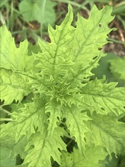 Dysphania graveolens