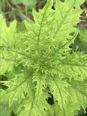 Dysphania graveolens