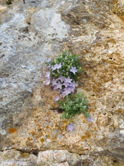 Campanula fragilis cavolinii