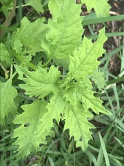 Dysphania graveolens