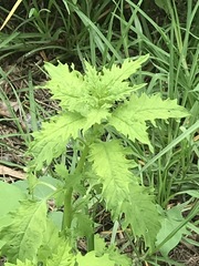 Dysphania graveolens