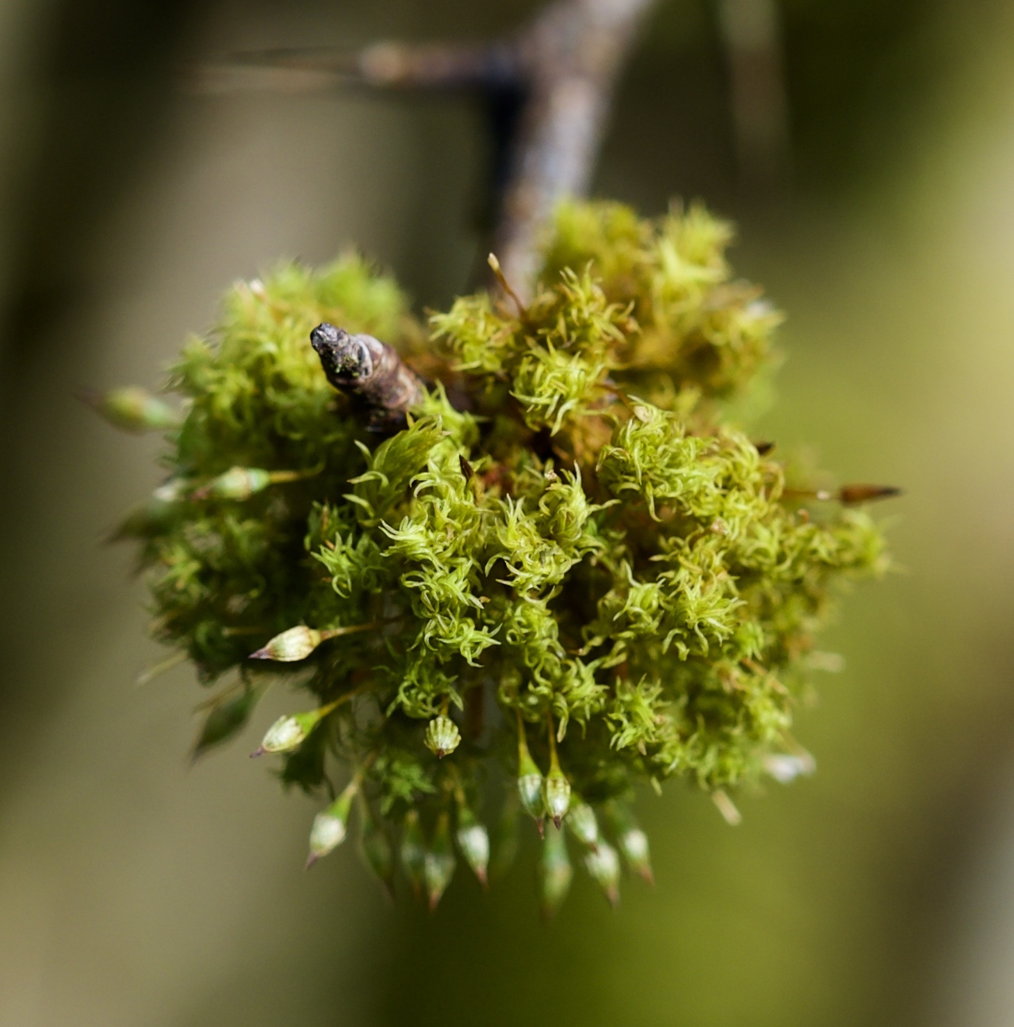 Orthotrichaceae