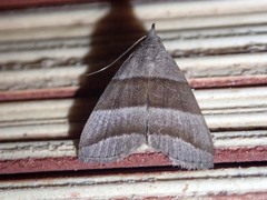 Polypogon nothusalis